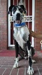 Small Photo #1 Great Dane Puppy For Sale in COLORADO SPRINGS, CO, USA