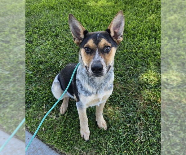 Medium Photo #4 Australian Cattle Dog-Unknown Mix Puppy For Sale in Newport Beach, CA, USA