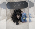 Small Photo #1 Bernedoodle Puppy For Sale in NORTH VERNON, IN, USA