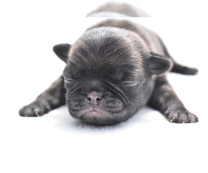 Pug Puppy for sale in PALM COAST, FL, USA