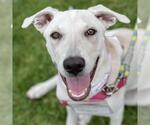 Small #13 Labrador Retriever Mix