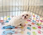 Small #11 Shih Tzu