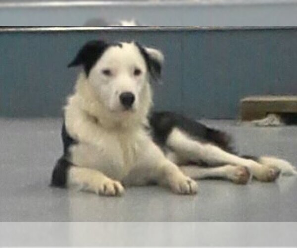 Medium Photo #33 Border Collie Puppy For Sale in Highland, IL, USA