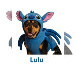 Small #7 Mutt