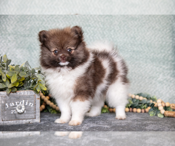 Medium Photo #6 Pomeranian Puppy For Sale in CLARE, MI, USA
