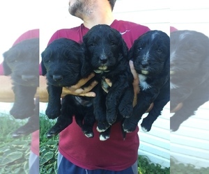 Bernedoodle Puppy for sale in BEDFORD, IN, USA
