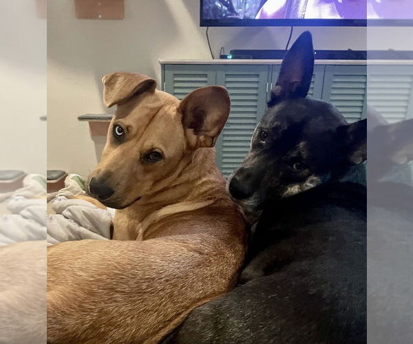 Medium Photo #3 Black Mouth Cur-Unknown Mix Puppy For Sale in Rockaway, NJ, USA