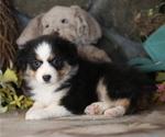 Small #1 Australian Shepherd