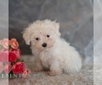Small #3 Maltese
