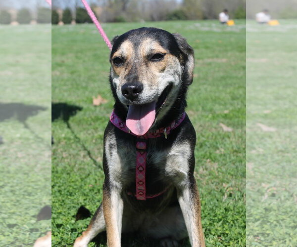 Medium Photo #2 Mutt Puppy For Sale in Munford, TN, USA