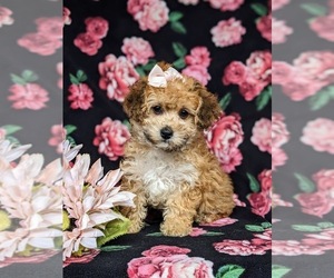 Havanese-Poodle (Toy) Mix Puppy for sale in LEOLA, PA, USA