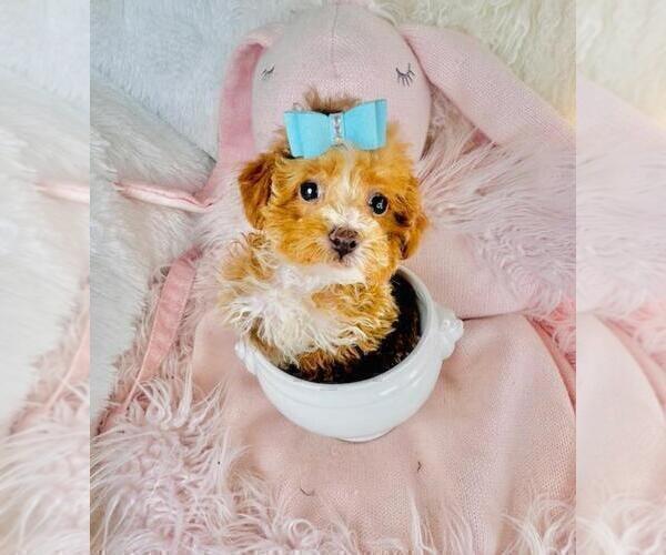 Medium Photo #4 Poodle (Toy) Puppy For Sale in TAMPA, FL, USA