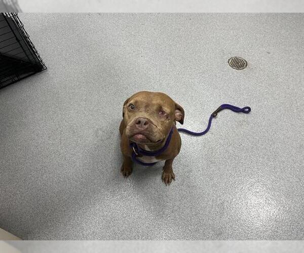 Medium Photo #1 American Bulldog-Unknown Mix Puppy For Sale in Ocala, FL, USA