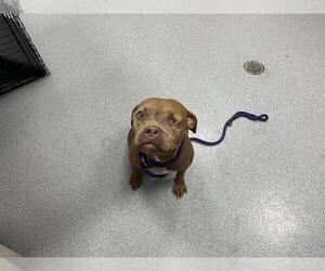 American Bulldog-Unknown Mix Dogs for adoption in Ocala, FL, USA