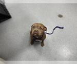 ARLEY - Female American Bulldog-Unknown Mix Dog for Adoption - Small photo