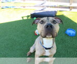 Small Photo #4 Mutt Puppy For Sale in Chestertown, MD, USA