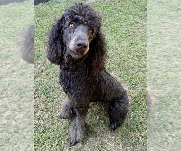 Medium Photo #1 Poodle (Standard) Puppy For Sale in NAPLES, FL, USA