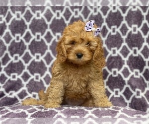 Cocker Spaniel-Poodle (Miniature) Mix Puppy for sale in LAKELAND, FL, USA
