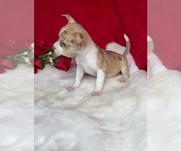 Medium Photo #10 Chihuahua Puppy For Sale in PEMBROKE PINES, FL, USA