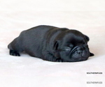 Small #7 Pug