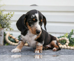 Small Photo #6 Dachshund Puppy For Sale in ELIZABETHTOWN, PA, USA