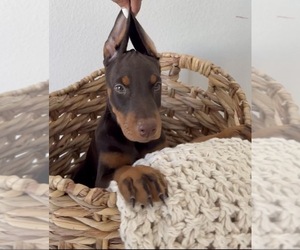 Doberman Pinscher Puppy for sale in HENDERSON, NV, USA