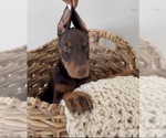 Litter of 10 - Male(s) and Female(s) Doberman PinscherLitter of Puppies for Sale - Small photo
