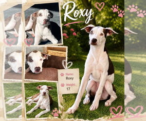 Retriever -Unknown Mix Dogs for adoption in Virginia Beach, VA, USA