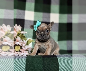 French Bulldog Dog for Adoption in QUARRYVILLE, Pennsylvania USA