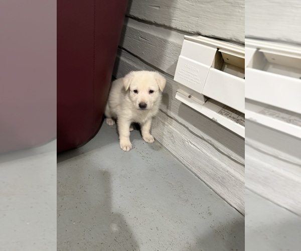 Medium Photo #5 German Shepherd Dog Puppy For Sale in BRIGHTON, CO, USA