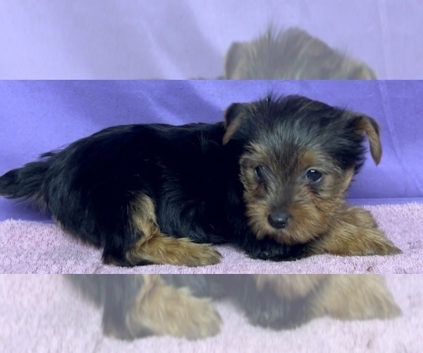 Medium Photo #11 Yorkshire Terrier Puppy For Sale in AZLE, TX, USA