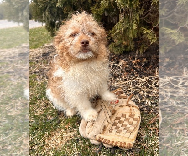 Medium Photo #4 Shiranian Puppy For Sale in MIDDLEBURY, IN, USA