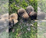 Small Photo #13 Belgian Malinois Puppy For Sale in JACKSONVILLE, TX, USA