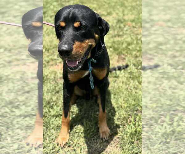 Medium Photo #2 Rottweiler Puppy For Sale in Hillsboro, NH, USA