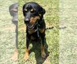 Small #1 Rottweiler