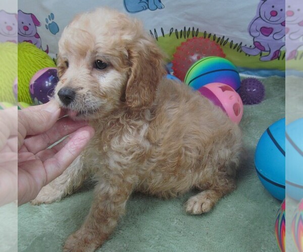 Medium Photo #1 Cavapoo Puppy For Sale in RATTAN, OK, USA