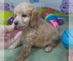 Cavapoo Puppy for sale in RATTAN, OK, USA