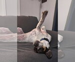 Small #3 American Foxhound-Beagle Mix