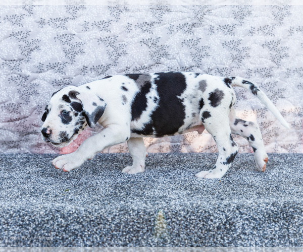Medium Photo #16 Great Dane Puppy For Sale in WAKARUSA, IN, USA