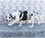 Small #15 Great Dane