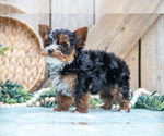 Small #2 Yorkshire Terrier