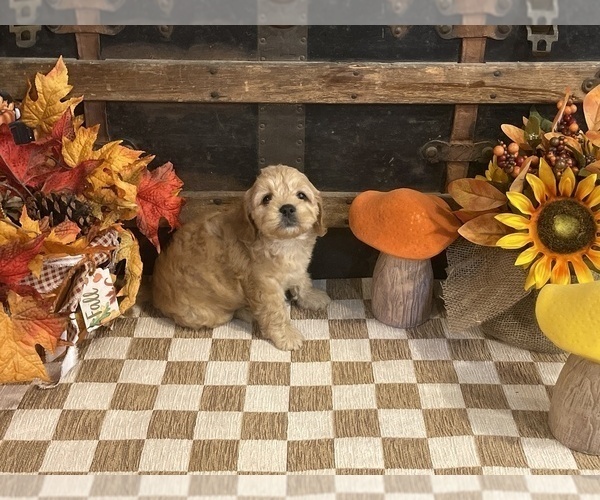 Medium Photo #3 Cavapoo (Miniature) Puppy For Sale in FULTON, KS, USA