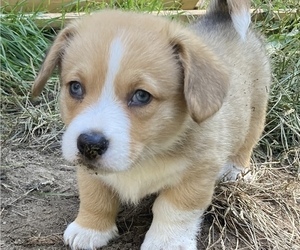 Pembroke Welsh Corgi Puppy for Sale in COLOMA, Michigan USA