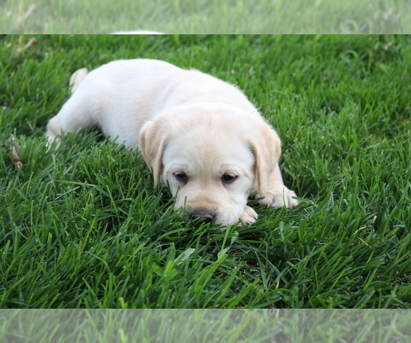 Medium Photo #2 Labrador Retriever Puppy For Sale in WELLMAN, IA, USA