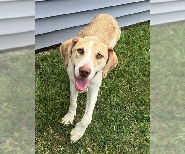 Medium Photo #1 Beagle-Unknown Mix Puppy For Sale in Peoria, IL, USA