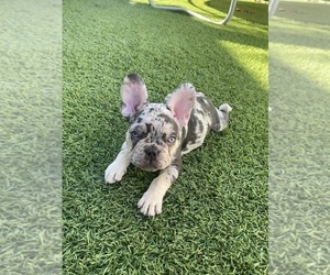 French Bulldog Puppy for sale in CORONA, CA, USA