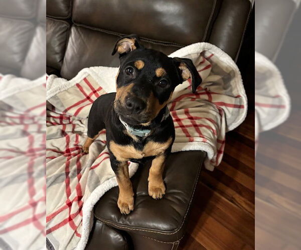 Medium Photo #8 Rottweiler-Unknown Mix Puppy For Sale in Canal Winchester, OH, USA
