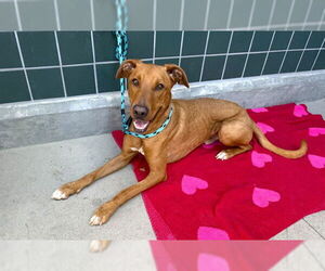 Labrador Retriever-Unknown Mix Dogs for adoption in Rancho Cucamonga, CA, USA