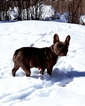 Small Photo #1 French Bulldog Puppy For Sale in STAMFORD, CT, USA