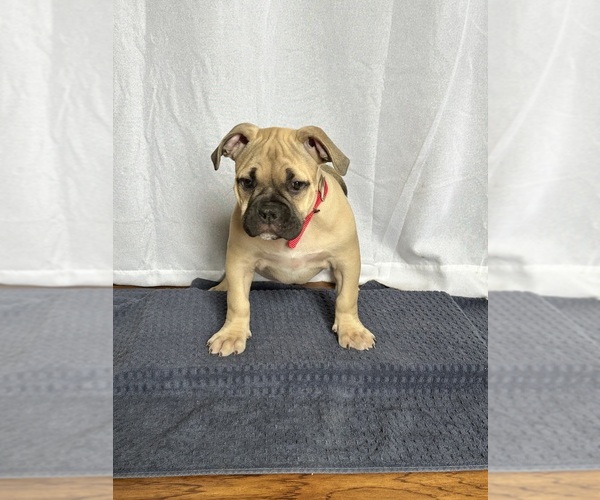 Medium Photo #18 American Bully Puppy For Sale in PLAINFIELD, CT, USA